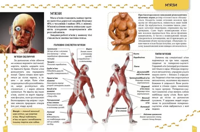 Про тіло людини. Енциклопедія для допитливих - Зображення 2