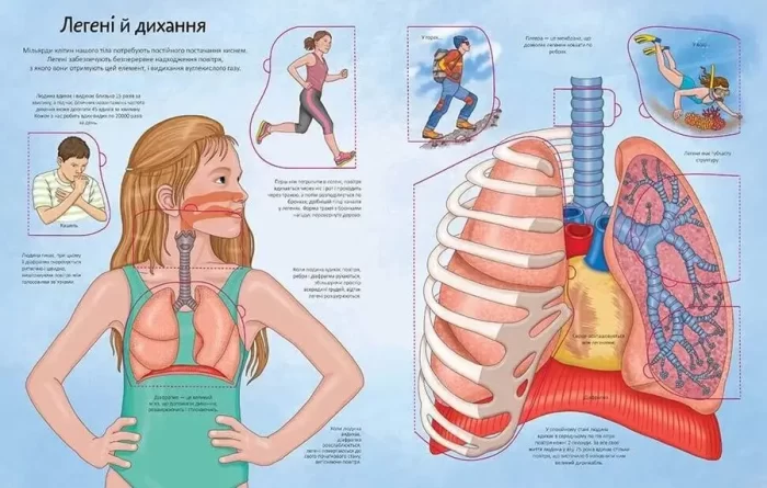 Твоє тіло. Книжка з віконцями - Зображення 5