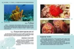 Комахи та інші. Енциклопедія для допитливих - Зображення 2