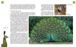Тварини - майстри маскування. Енциклопедія для допитливих - Зображення 4