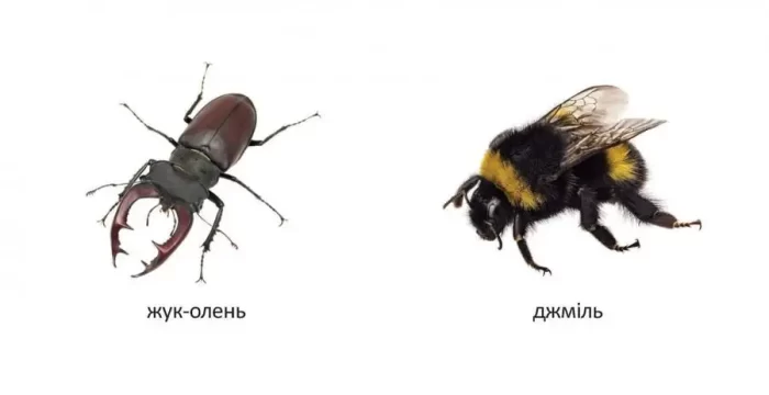 Комахи. Карамелька - Зображення 2