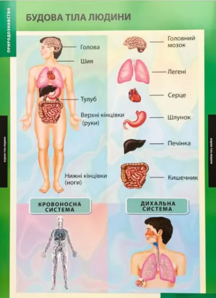 Будова тіла людини. Плакат - Генеза