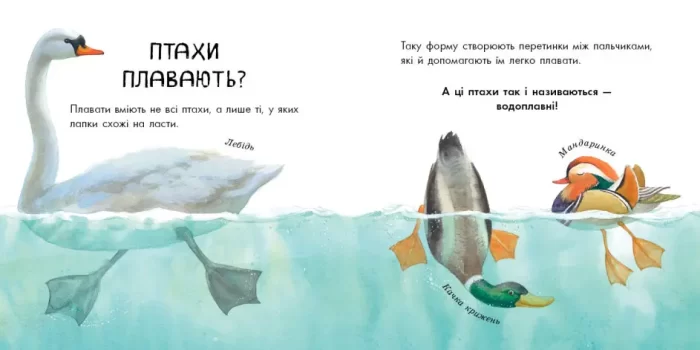 Птахи різні та дивовижні - Зображення 3