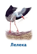 Ігри Парочки. Світ тварин - Зображення 2