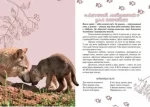 Вусохвості й лапокрилі. Читанка про тварин - Зображення 6