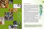 Тварини - майстри маскування. Енциклопедія для допитливих - Зображення 2