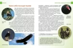 Хижаки. Енциклопедія для допитливих - Зображення 4