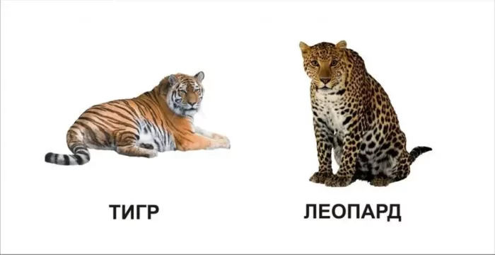 Звірята. Карамелька - Зображення 2
