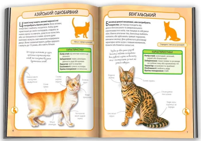 Коти. Міні-енциклопедія - Зображення 3