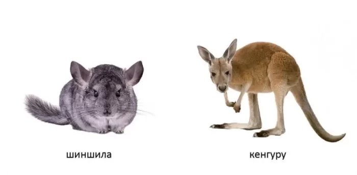 Екзотичні тварини. Карамелька - Зображення 3
