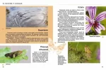 Комахи та інші. Енциклопедія для допитливих - Зображення 3