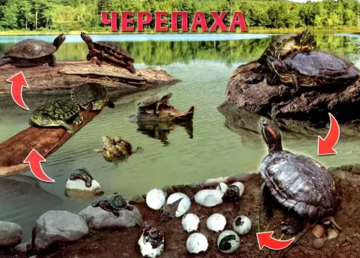 Розповімо дітям про життєвий цикл живих організмів - Зображення 3