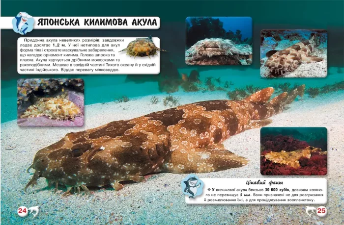 Світ навколо нас. Акули - Зображення 2