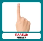 Частини тіла. Англійсько-українські картки - Зображення 2