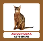 Коти. Англійсько-українські картки - Зображення 2
