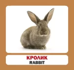 Домашні тварини. Англійсько-українські картки - Зображення 2