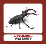 Комахи. Англійсько-українські картки - Зображення 2