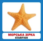 Мешканці морів і океанів. Англійсько-українські картки - Зображення 2