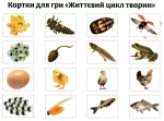 Розповімо дітям про життєвий цикл живих організмів - Зображення 4