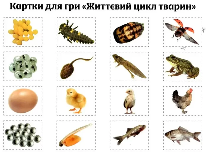 Розповімо дітям про життєвий цикл живих організмів - Зображення 4