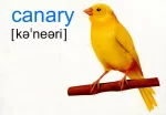 English : flashcards. Farm animals, birds and pets Тварини і птахи. Набір карток англійською мовою - Зображення 3