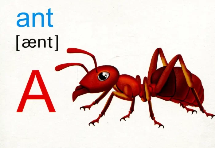 English : flashcards. Alphabet Алфавіт. Набір карток англійською мовою - Зображення 2