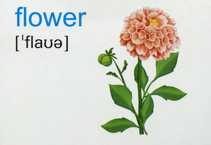 English : flashcards. Nature Природа. Набір карток англійською мовою - Зображення 2