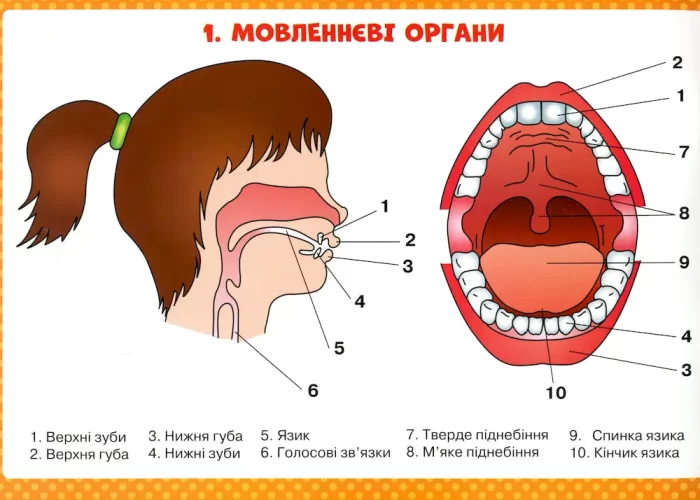 Логопедичні таблиці. Органи мовлення. Артикуляція звуків - Зображення 5