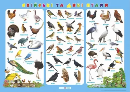 Плакат «Свійські та дикі птахи» -