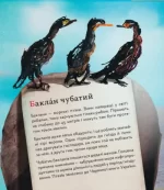 ПтахАбетка. Українські пернаті - Зображення 8