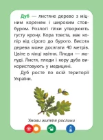 Досліджуємо світ рослин. Набір дидактичних матеріалів. 1-2 класи - Зображення 5