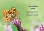 Стежками природи. Комахи й інші маленькі істоти - Зображення 4