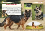 Енциклопедія. Собаки - Зображення 3