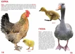 Велика книжка. Свійські тварини - Зображення 2
