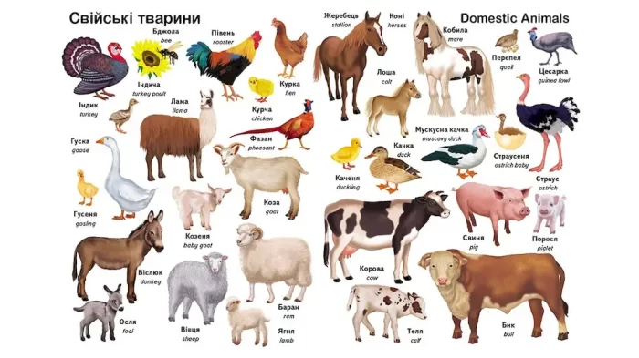 Перші слова. Тварини. + англійська - Зображення 2