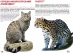 Дикі кішки. Велика книжка - Зображення 2