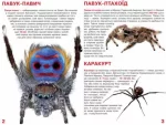 Велика книжка. Павуки - Зображення 2