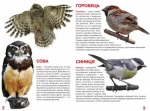 Птахи. Велика книжка - Зображення 2