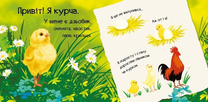 Знайомся, я курча - Зображення 2