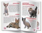 Велика книжка. Кошенята - Зображення 2
