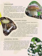 Перлини природи України - Зображення 2