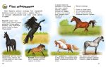 Коні. Енциклопедія дошкільника - Зображення 4