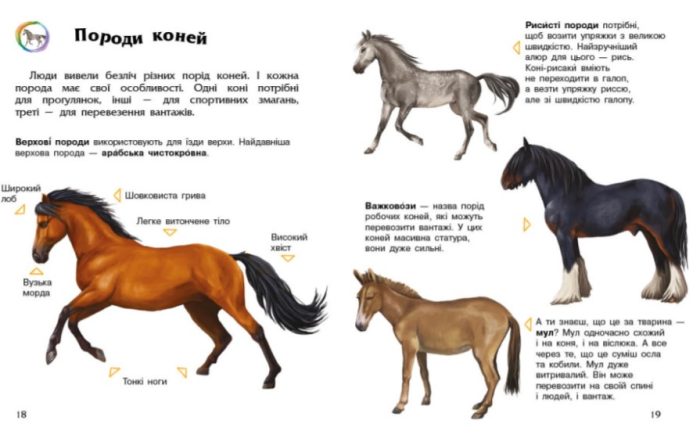 Коні. Енциклопедія дошкільника - Зображення 3