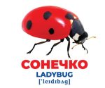 Геній з пелюшок. Комахи. Демонстраційний матеріал - Зображення 2