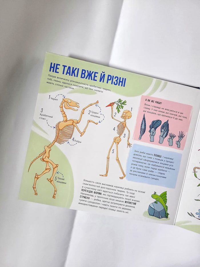 Скелети і кістки. Енциклопедія з віконцями - Зображення 9
