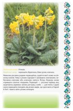 Український квітник - Зображення 4