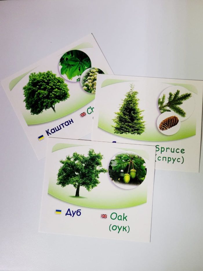 Рослини нашої планети/Plants of the Earth.Навчальні картки - Зображення 2