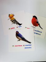 Птахи Євразії/Birds of Eurasia. Навчальні картки - Зображення 2