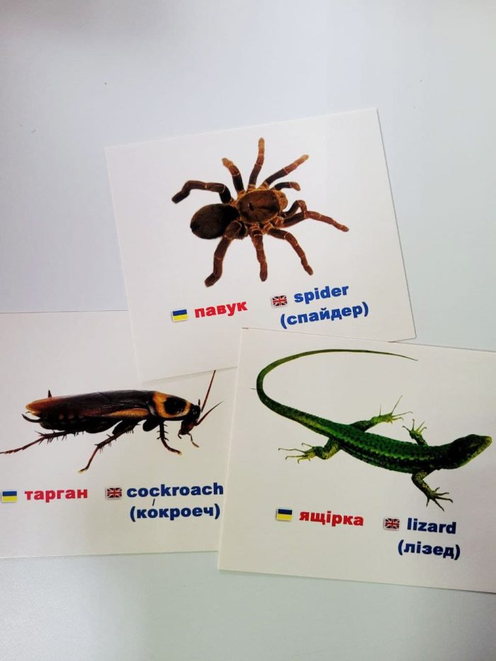 Комахи та рептилії/insects and reptiles. Навчальні картки - Зображення 2