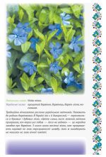 Український квітник - Зображення 6